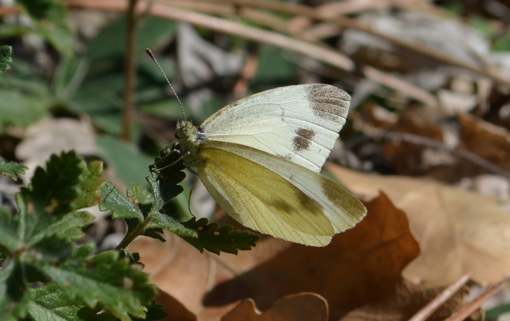 Pieris ergane - sziklai fehérlepke