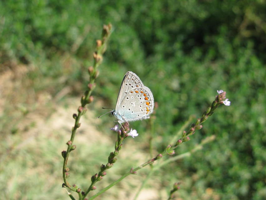 Polyommatus icarus - közönséges boglárka