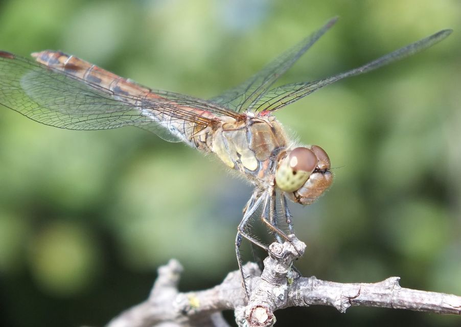 Sympetrum striolatum - harántsávos katona-szitakötő