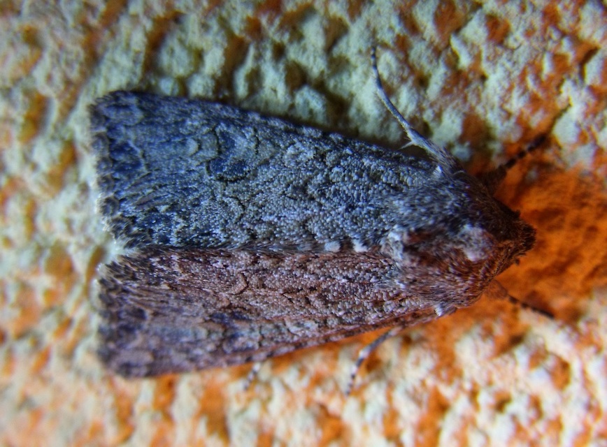 Hadula trifolii - lóherebagoly
