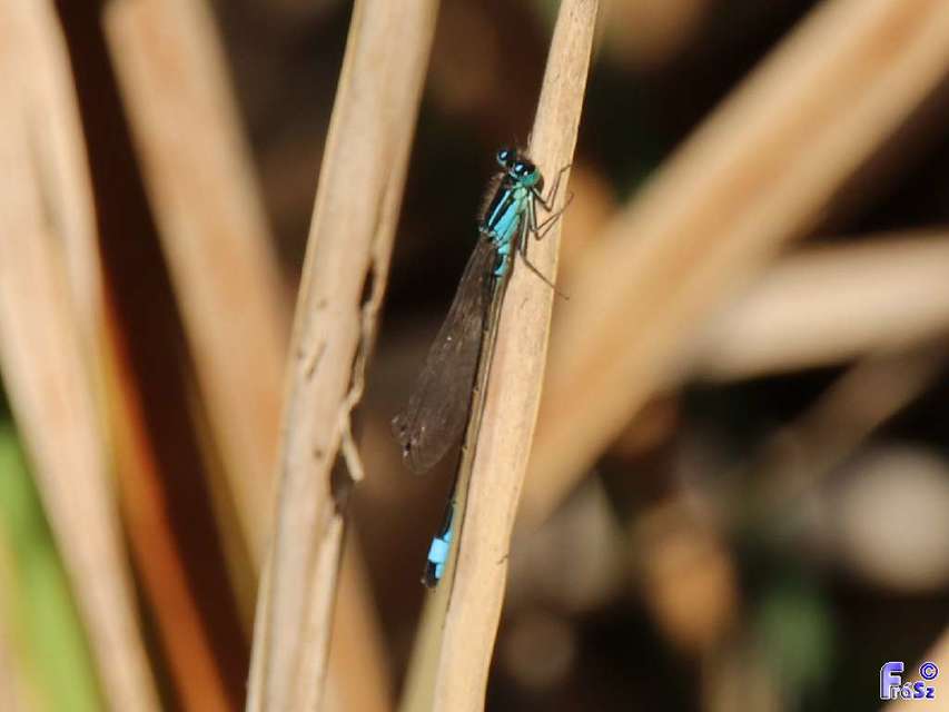 Ischnura elegans