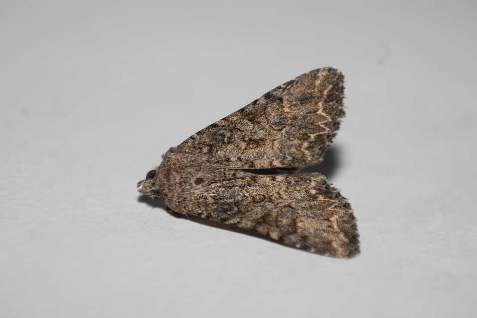 Hadula trifolii - lóherebagoly