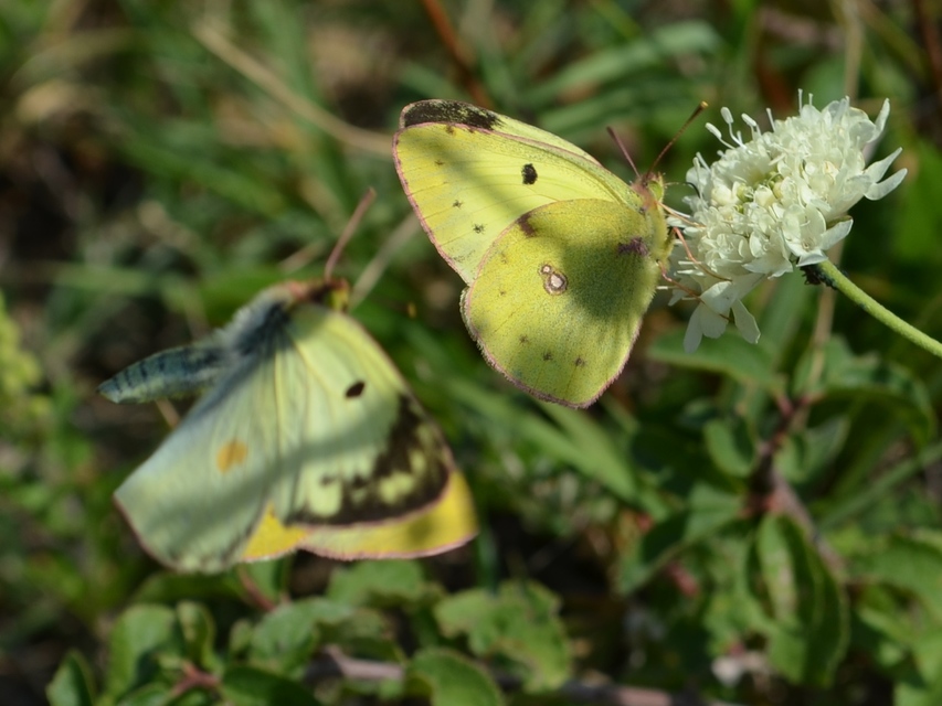 Colias hyale - kéneslepke