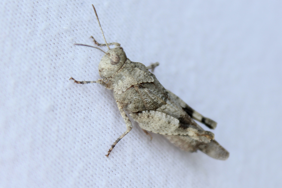 Oedipoda caerulescens - kékszárnyú sáska