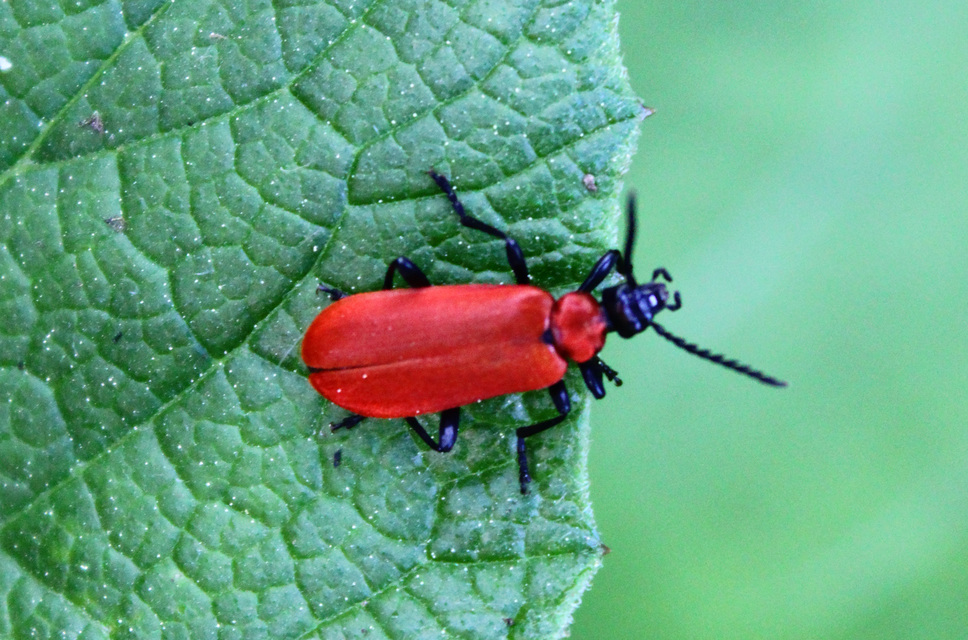 Pyrochroa coccinea - nagy bíborbogár