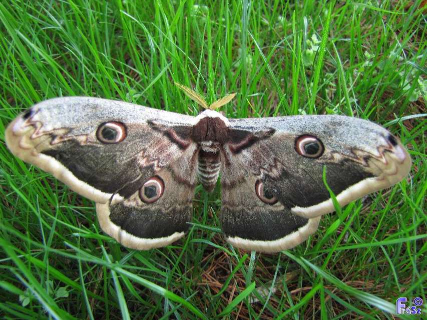 Saturnia pyri - nagy pávaszem