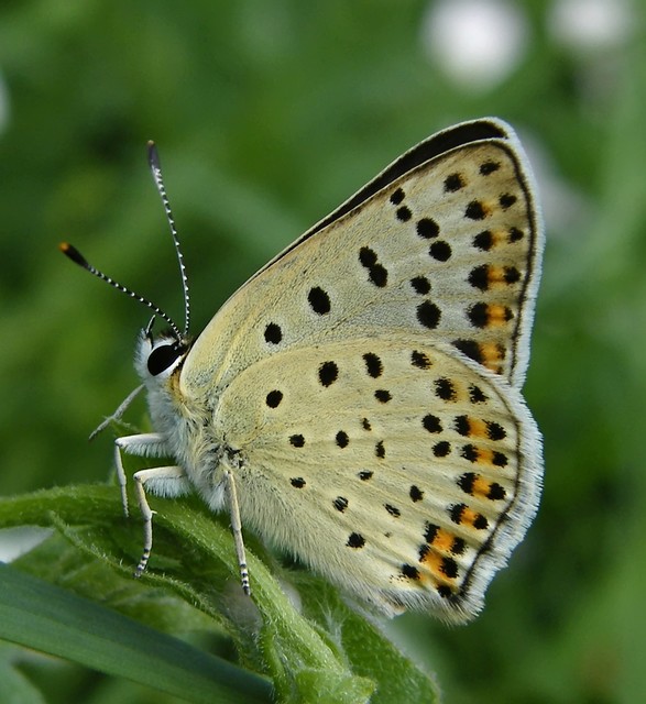 Lycaena tityrus - barna tűzlepke