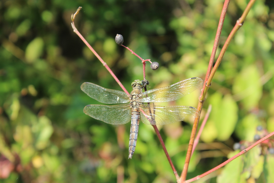 Orthetrum cancellatum - feketefarkú pásztorszitakötő