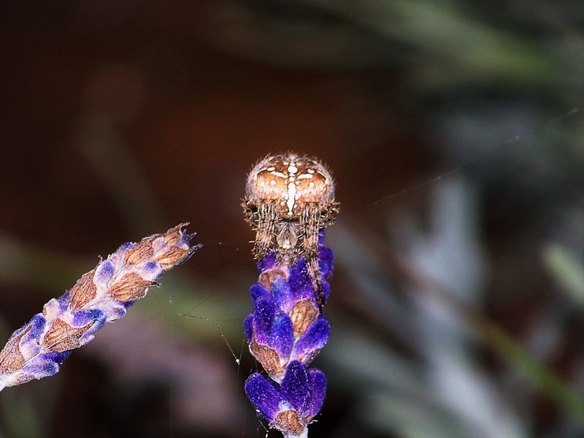Araneus diadematus - koronás keresztespók