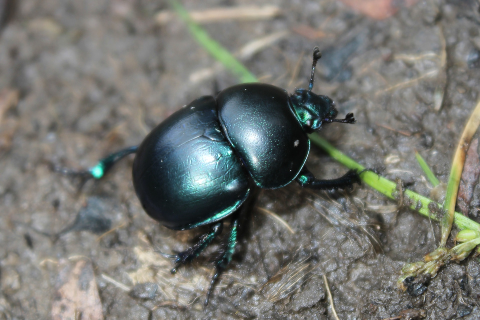 Trypocopris vernalis - tavaszi álganéjtúró