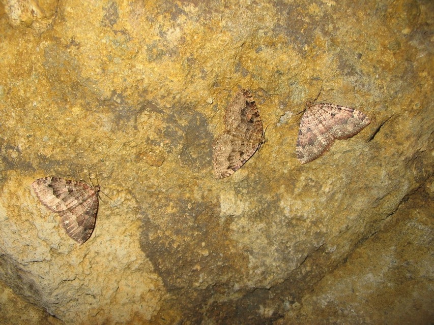 Triphosa dubitata - kutyabenge-araszoló