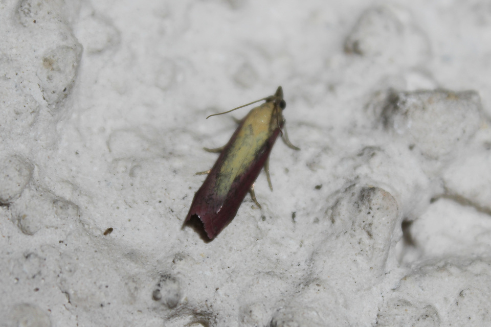 Oncocera semirubella - lucernamoly