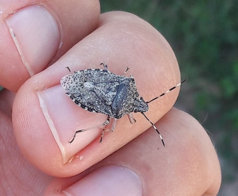 Rhaphigaster nebulosa - bencepoloska