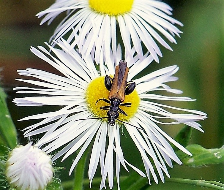 Oedemera femorata - sárgahátú álcincér