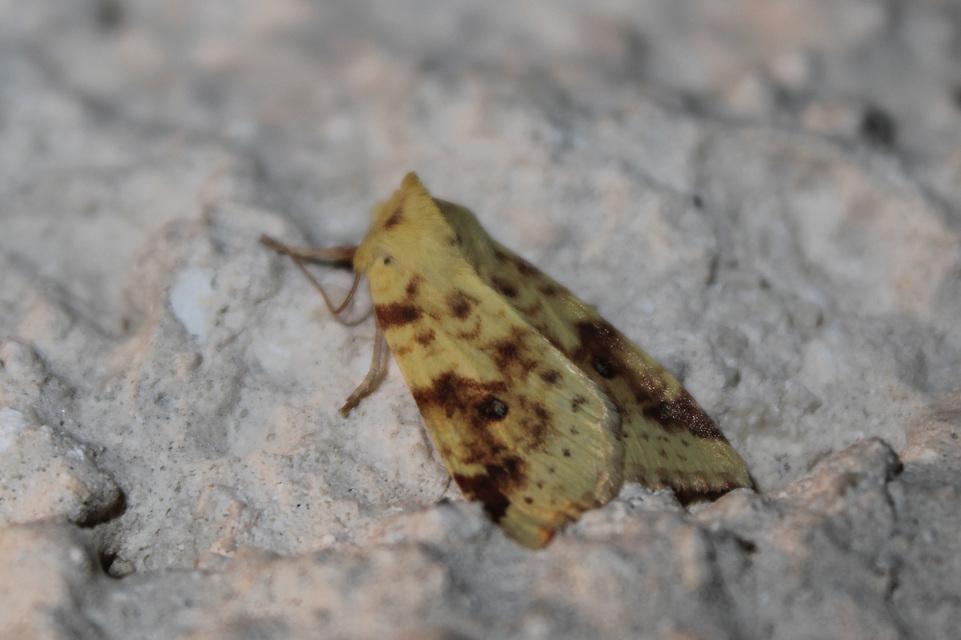 Cirrhia icteritia - nyárfa-sárgabagoly