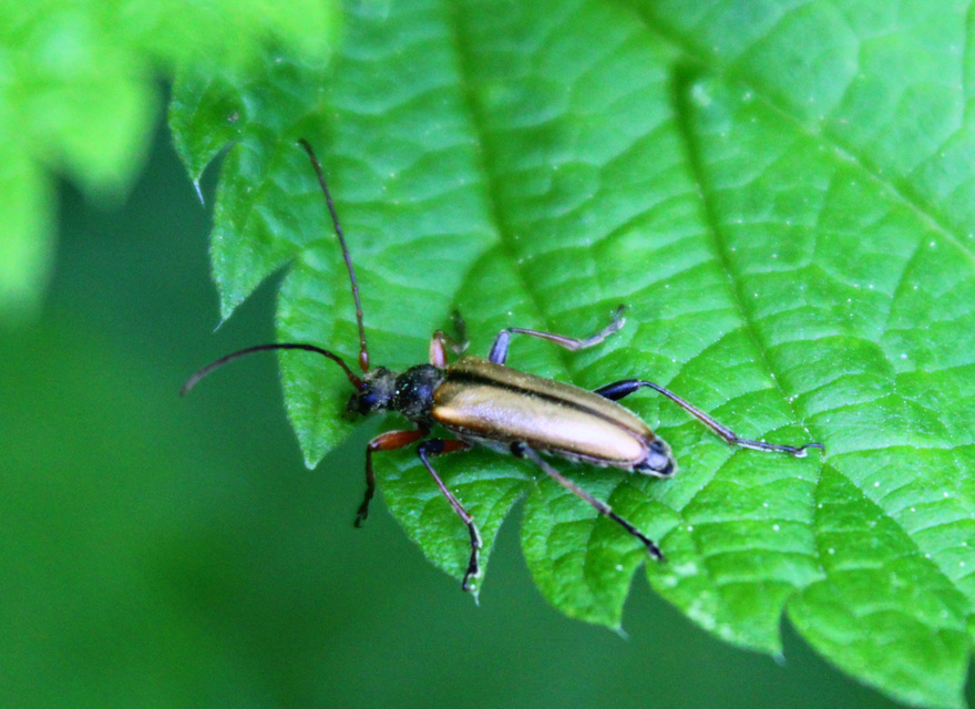 Cortodera humeralis - négyfoltos cserjecincér