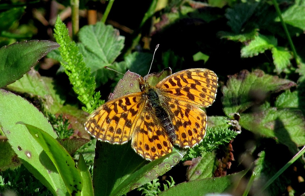 Boloria dia - kis gyöngyházlepke