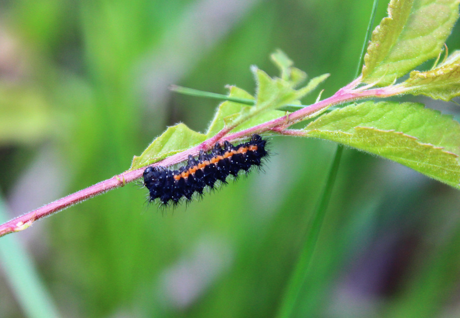 Saturnia pavoniella/pavonia