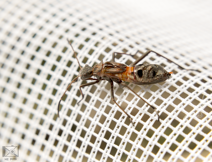 Alydus calcaratus - szőrös tövispoloska