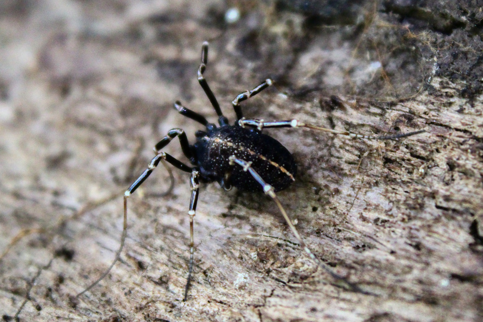 Egaenus convexus