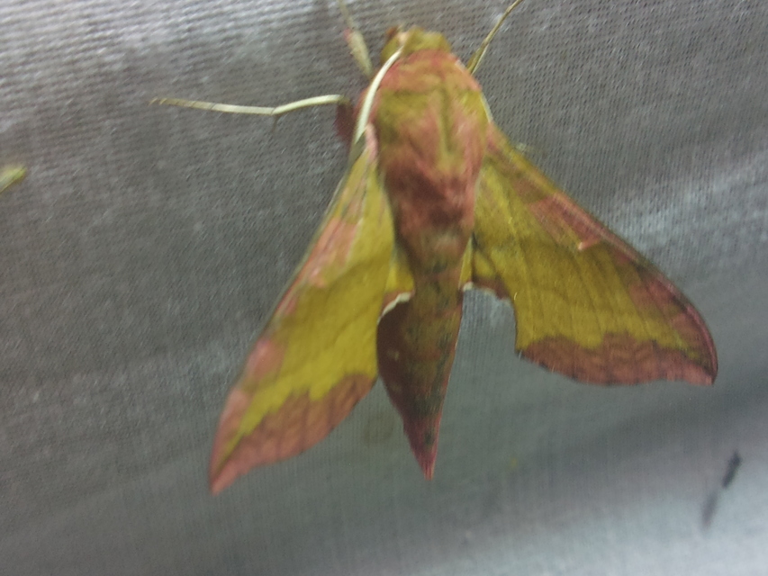 Deilephila porcellus - piros szender