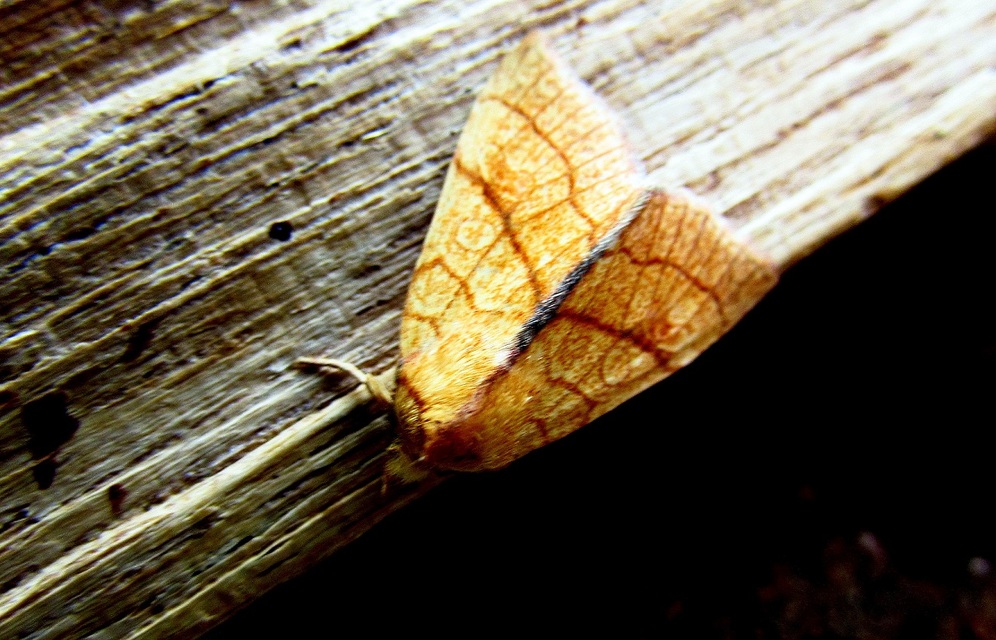 Tiliacea citrago - citromszínű sárgabagoly