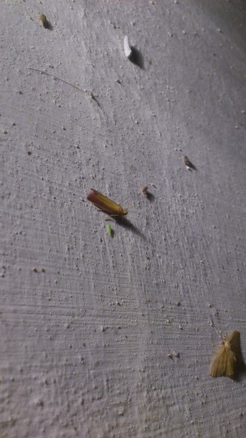 Oncocera semirubella - lucernamoly