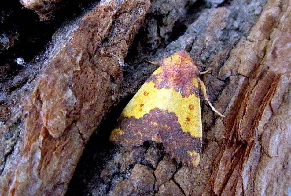 Tiliacea aurago - aranyló sárgabagoly