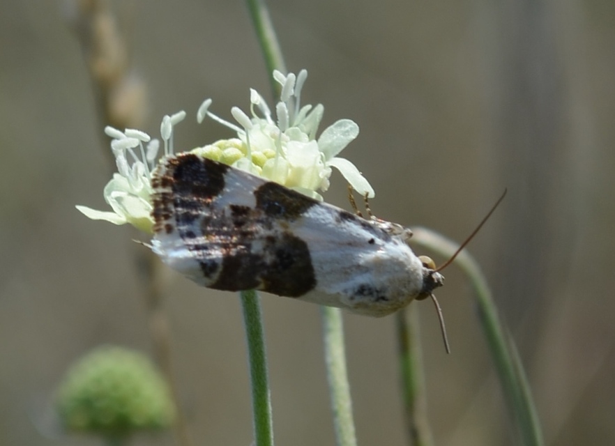 Acontia lucida - fehér nappalibagoly