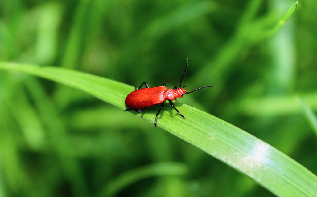 Pyrochroa serraticornis - közép-bíborbogár