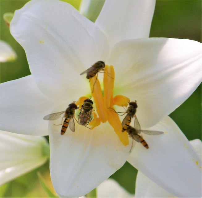 Episyrphus balteatus - ékfoltos zengőlégy