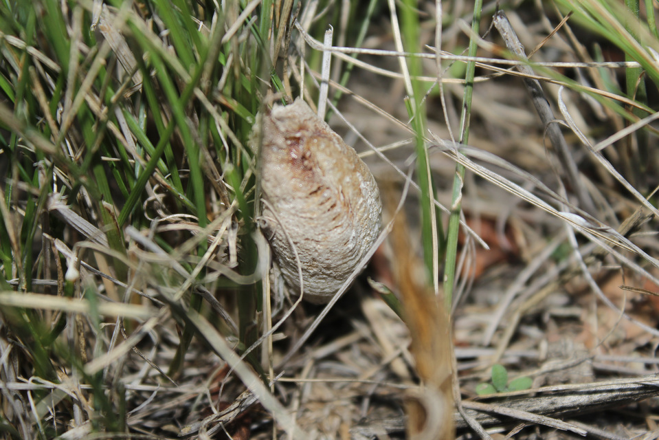 Mantis religiosa - imádkozósáska