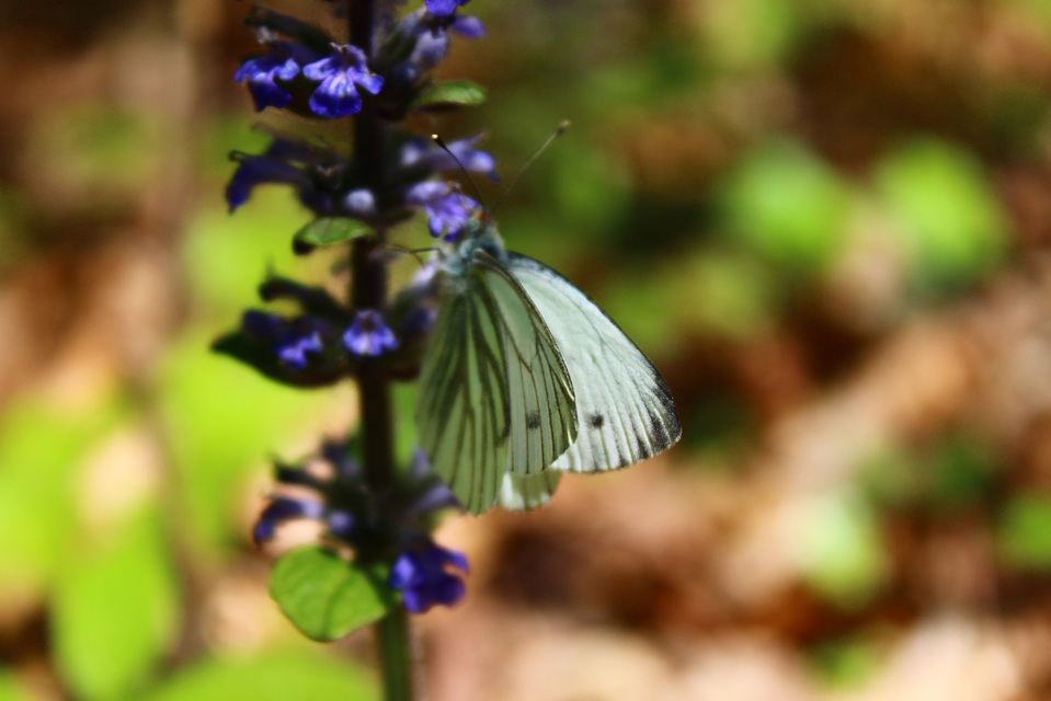Pieris napi - repcelepke