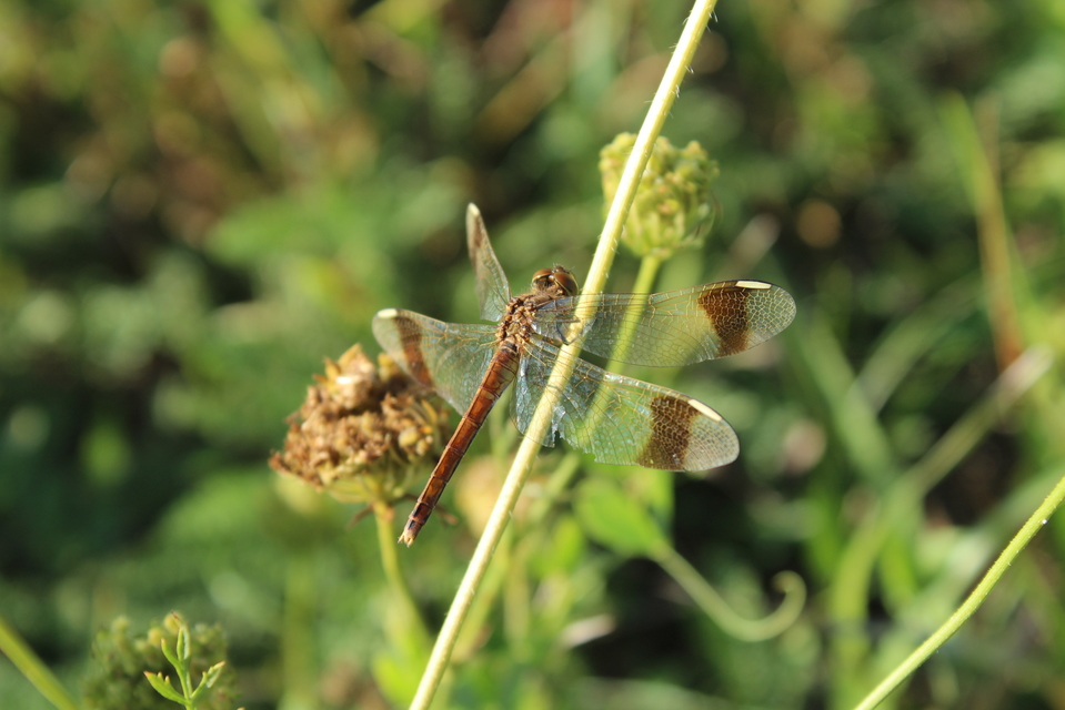 Sympetrum pedemontanum - szalagos katona-szitakötő