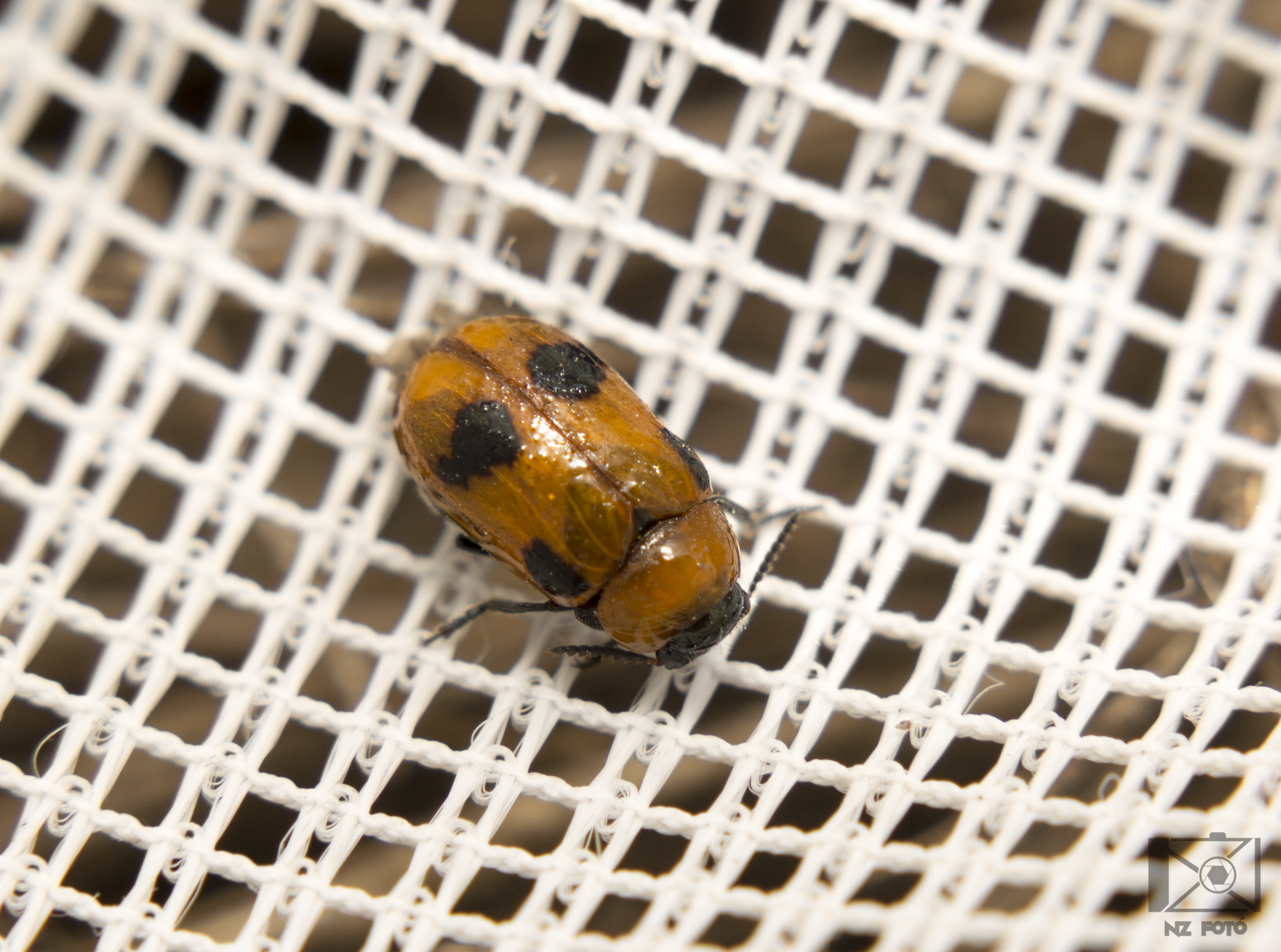 Coptocephala rubicunda - feketelábú hullóbogár
