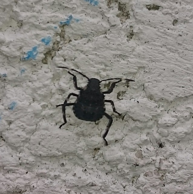 halyomorpha halys - Halyomorpha halys