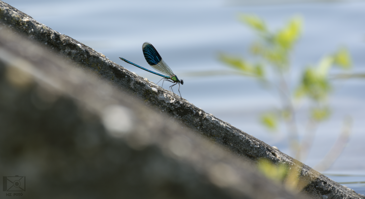 Calopteryx splendens - sávos szitakötő