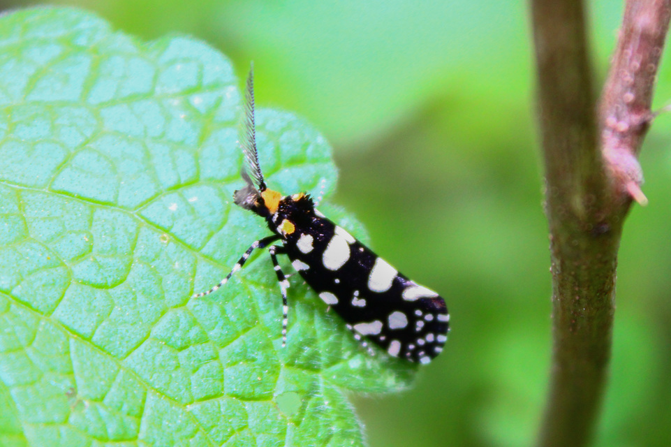 Euplocamus anthracinalis - fésűscsápú korhadékmoly