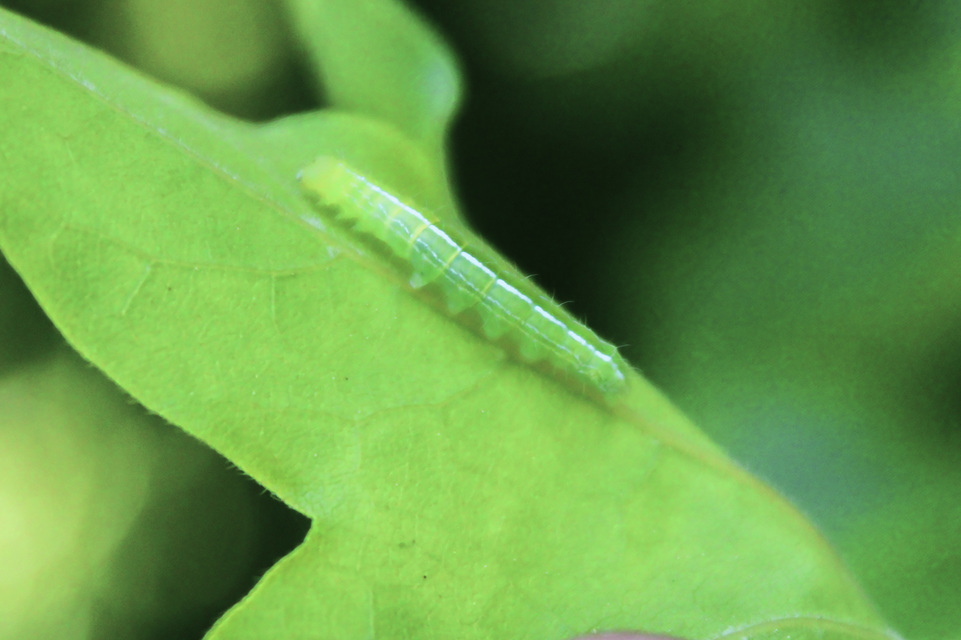 Ptilophora plumigera - tollas púposszövő