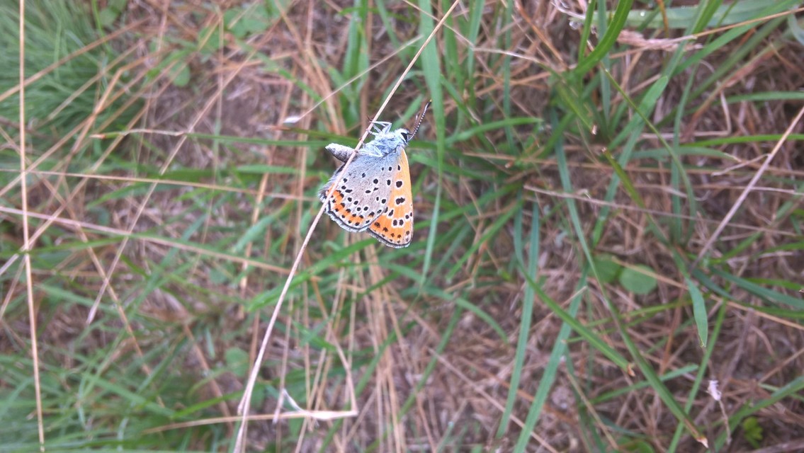 Lycaena thersamon - kis tűzlepke