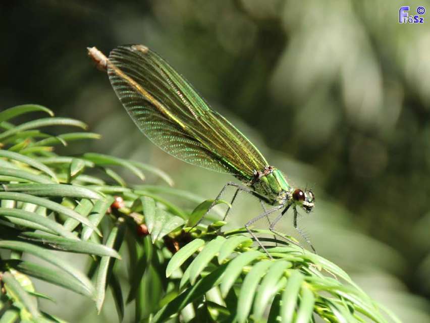 Calopteryx splendens - sávos szitakötő
