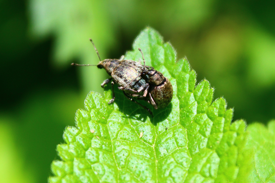 Curculionidae - ormányosbogár-félék