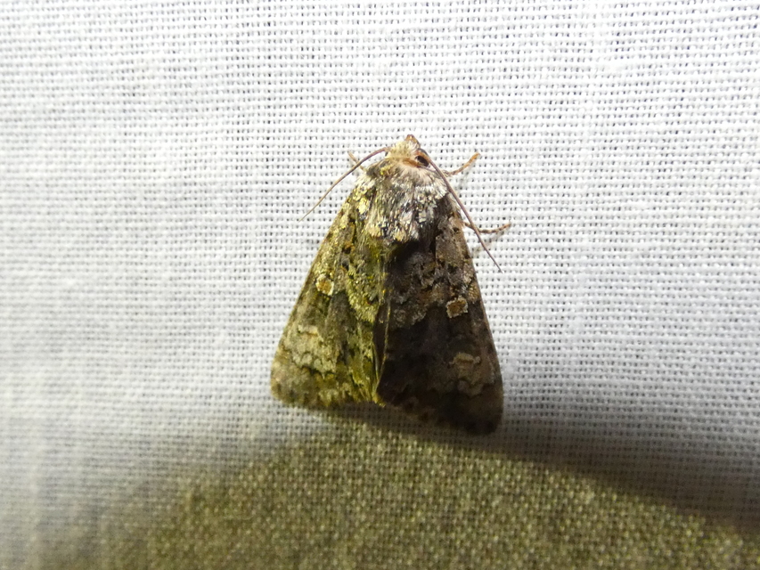 Craniophora ligustri - fagyalbagoly