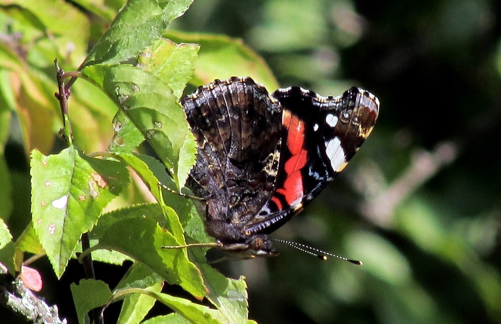 Vanessa atalanta - atalantalepke