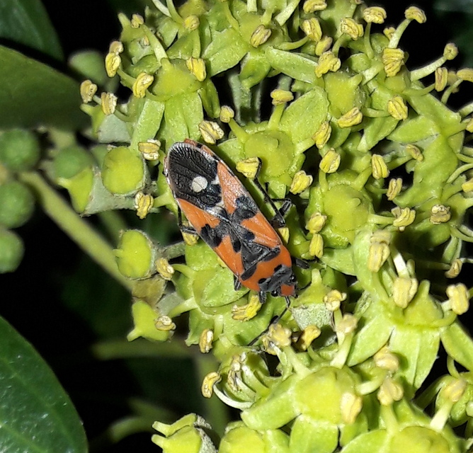 Lygaeus equestris/simulans
