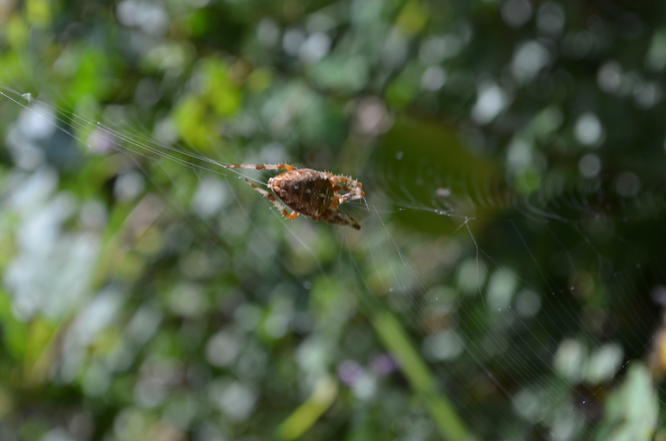 Araneus diadematus - koronás keresztespók