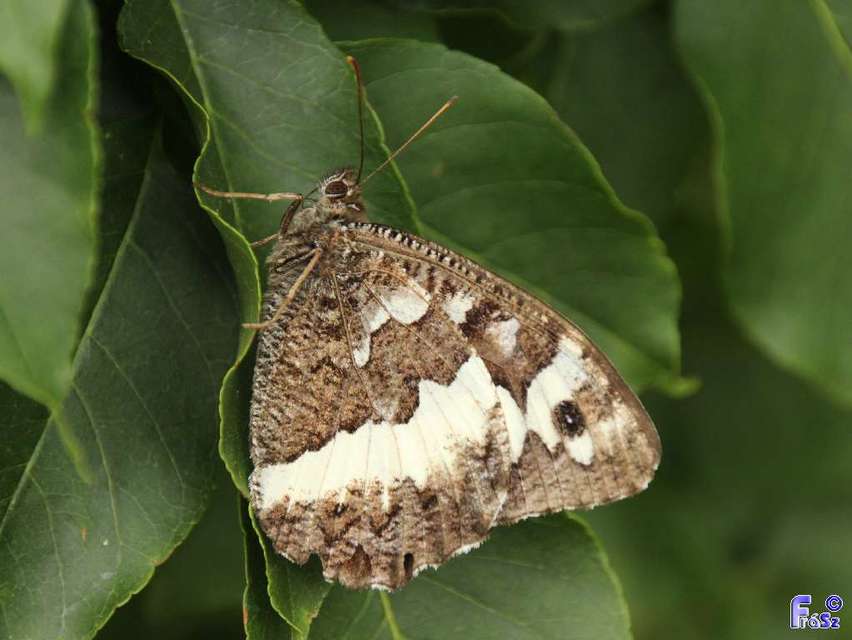 Brintesia circe - fehéröves szemeslepke