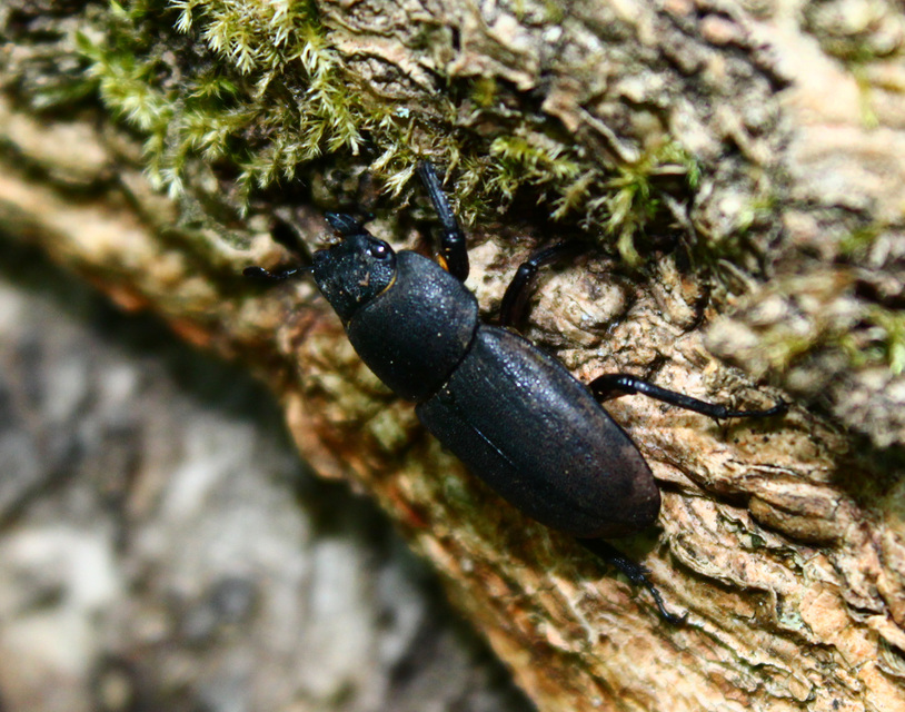 Dorcus parallelipipedus - kis szarvasbogár