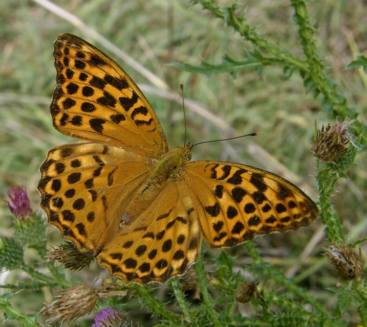 Argynnis paphia - nagy gyöngyházlepke