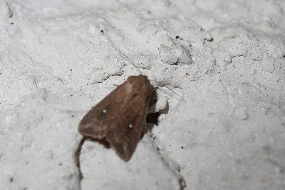 Mythimna albipuncta - fehérpettyes rétibagoly